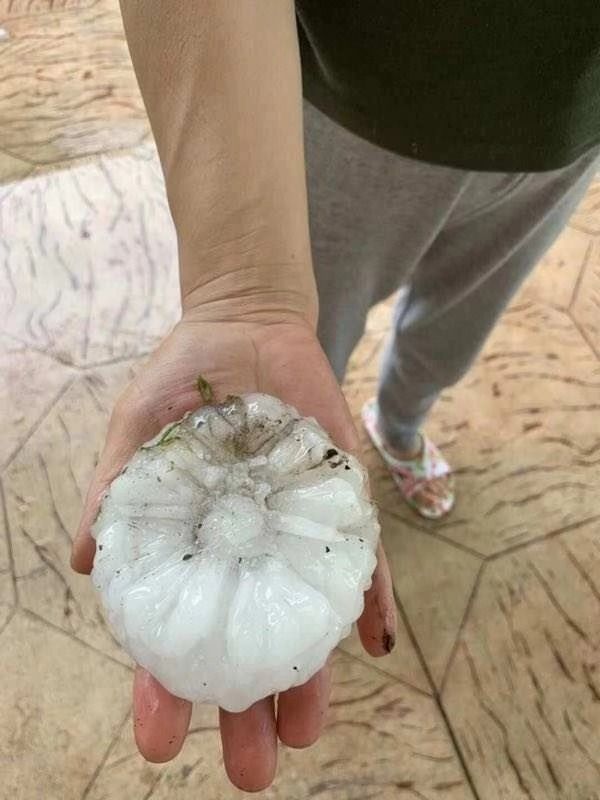 悉尼夏日惊喜冰雹之后的样子,吓坏一堆网友!崩