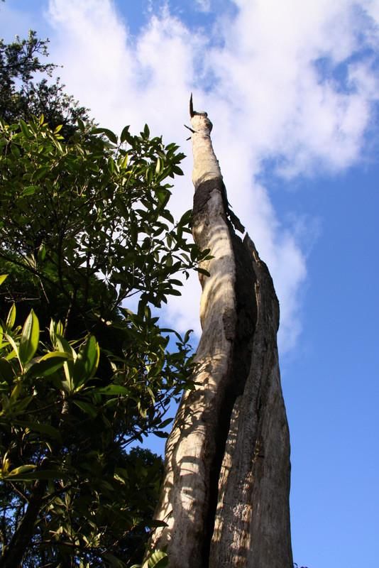 莽山国家森林公园风光