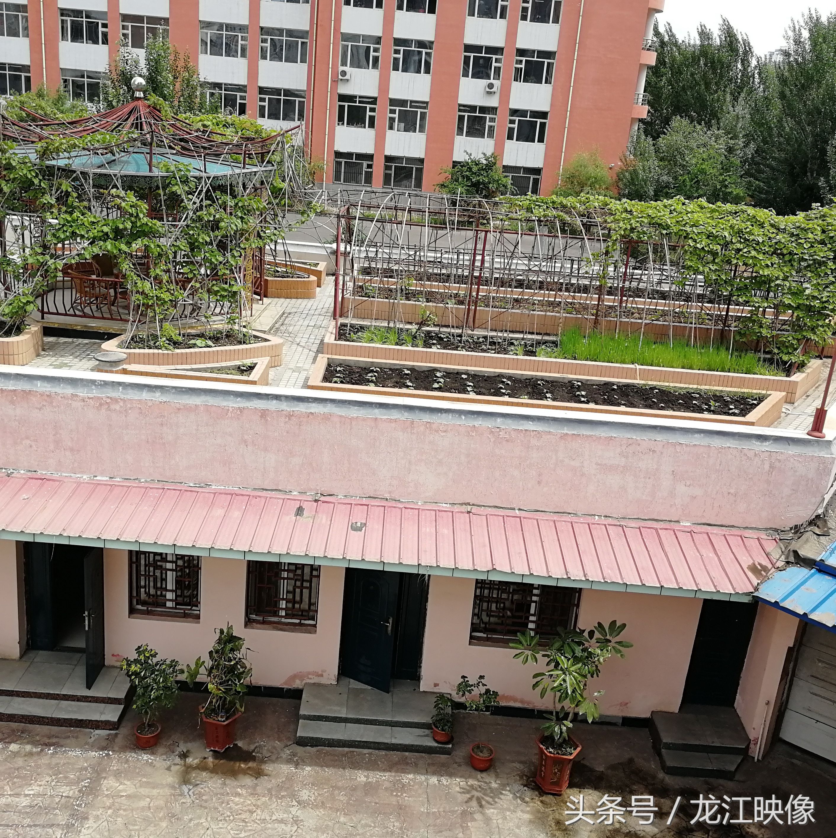 平房顶上建起了花棚、菜地、葡萄架，散步休闲、种菜需爬房顶