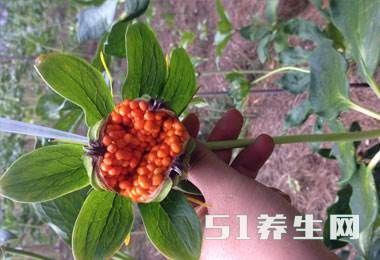 大山里藏着的这7大“山宝贝”,你是否全都认识?第4种像“石榴”