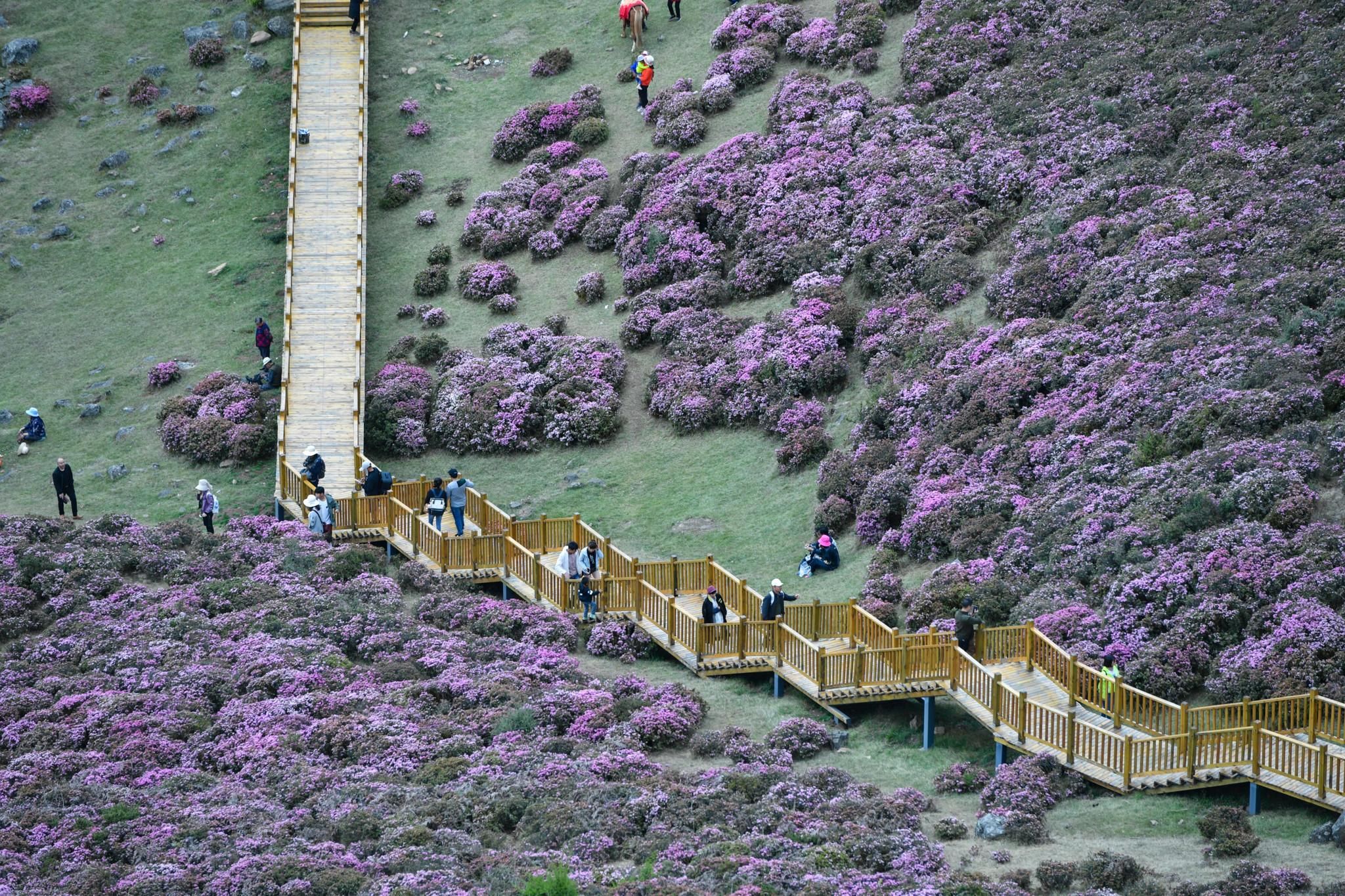 昆明禄劝:野生高山杜鹃满山盛开
