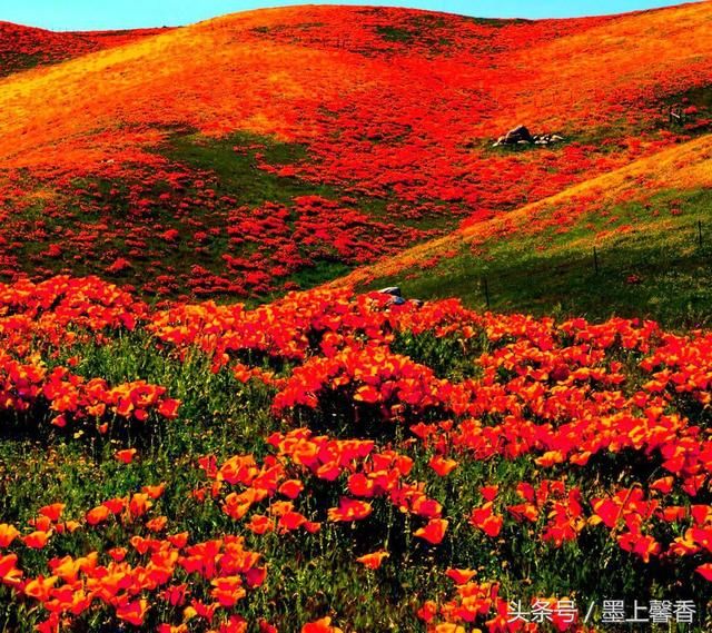 绝美花海为你，许下美丽的心愿