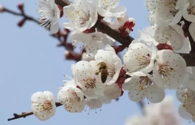 逛公园、看花开，滨州赏花正当时！