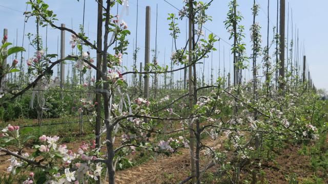 苹果树栽培技术｜春季苹果树调势六措施