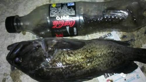 看电视自学钓鱼,成就今天大连小鱼神_【快资讯