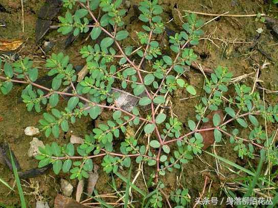 农村植株下不起眼的“杂草”