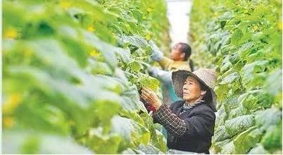 乡村振兴战略,给中国亿万农民又指出了新出路