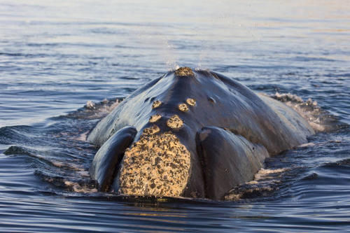 鲸鱼会痒吗?痒的话自己怎么挠?