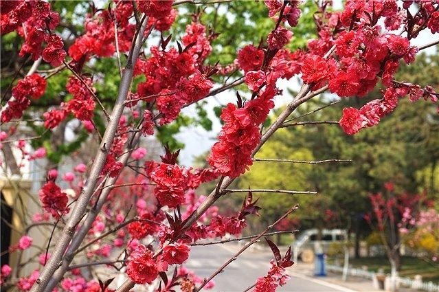 2018山东各地最实用的赏花指南！看这一篇就足够了！快去感受春天