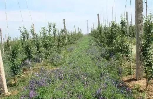 还在除草吗？不瞒你说，果园生草的好处实在太多！