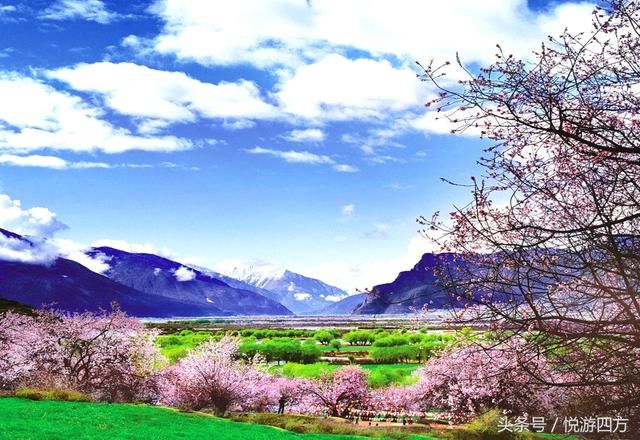 西藏东部有个小江南,桃花开满雪域高原
