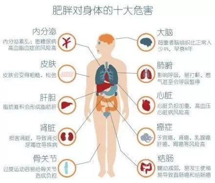 被BBC《解剖肥胖》真相震撼到了,今天开始管住嘴--真伪减脂食物L