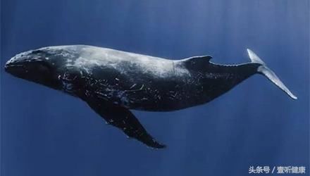 赫兹是啥?你能听到多少赫兹?