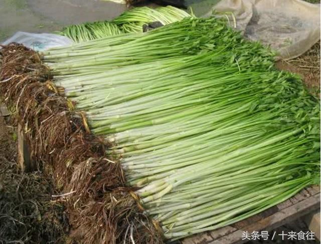 农村地里这五大野菜，认识三种算厉害，雁来红、马蜂菜听说过吗？