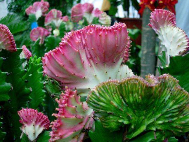 部分海淘多肉致幻!这些多肉植物都有毒,请远离