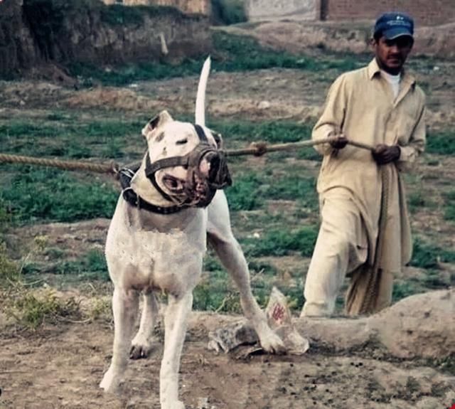 世界十大猛犬排名_世界十大猛犬图片