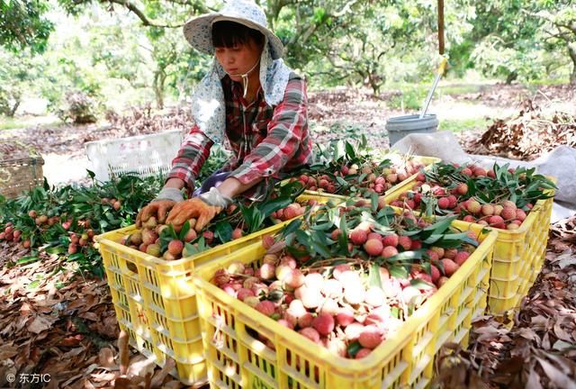 惨！荔枝价格一路暴跌，农民担心连农药价格都收不回……