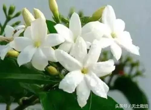 买回家的植物,怎么养护都不开花怎么办?早看早知道!