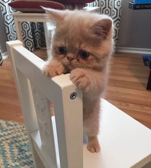 喜大普奔!科学研究表明，工作时云吸猫有益身心健康!_【今日爆点】