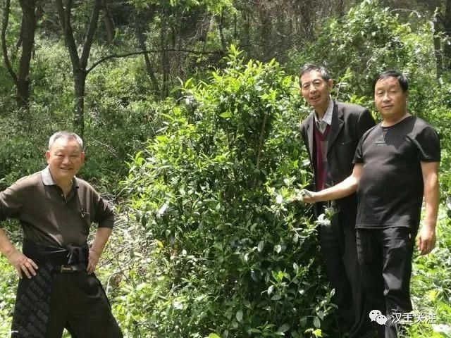 汉中鲜有人知的神秘地域野茶岭，你来过吗？