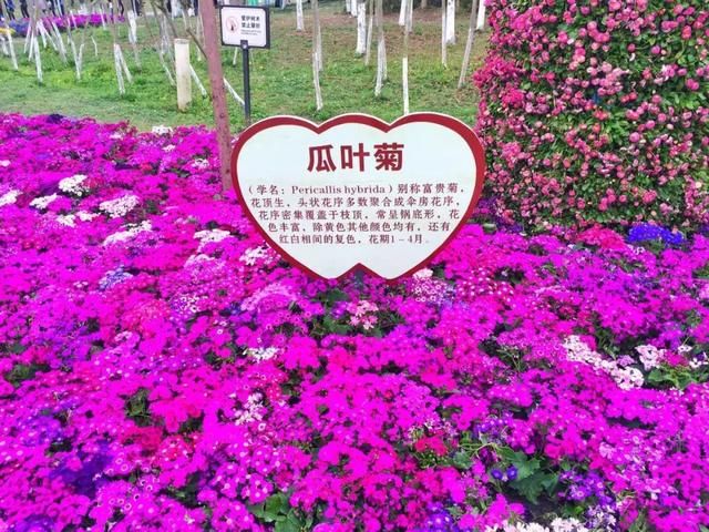 青白江凤凰湖的樱花终于开了，门票免费，再也不用去日本看樱花啦