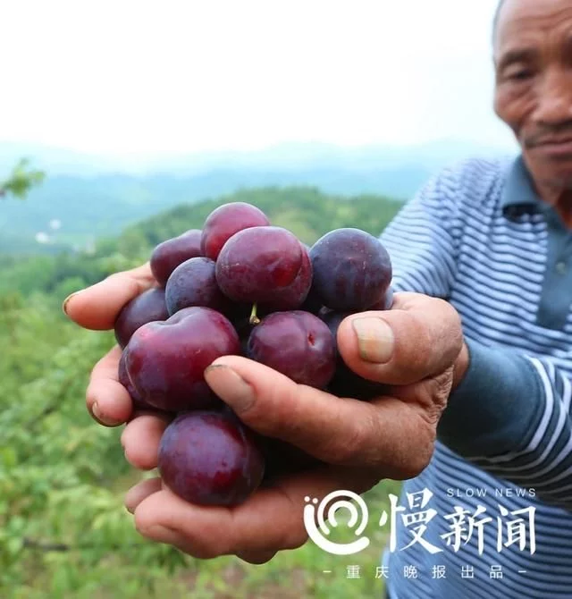 巴南东温泉镇狮子村寄生堡组村民种植的桃子、李子水果丰收了