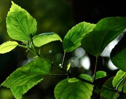 春分前好运如雨的三大生肖，好运接连不断的来到他们家