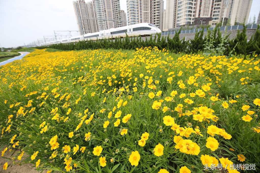 青岛后海现中国最美高铁，穿越花海还能看胶州湾海景，坐火车来看