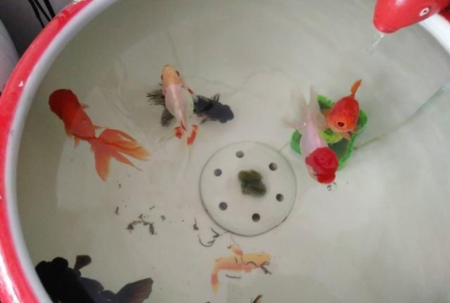 观赏鱼店里的鱼