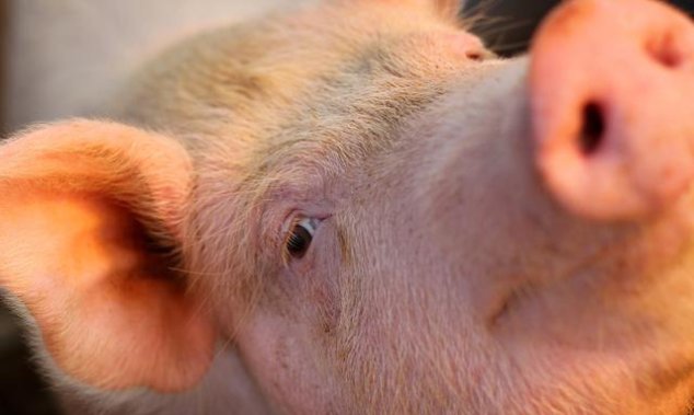 猪年出生人的一生运势总批,看看怎么回事