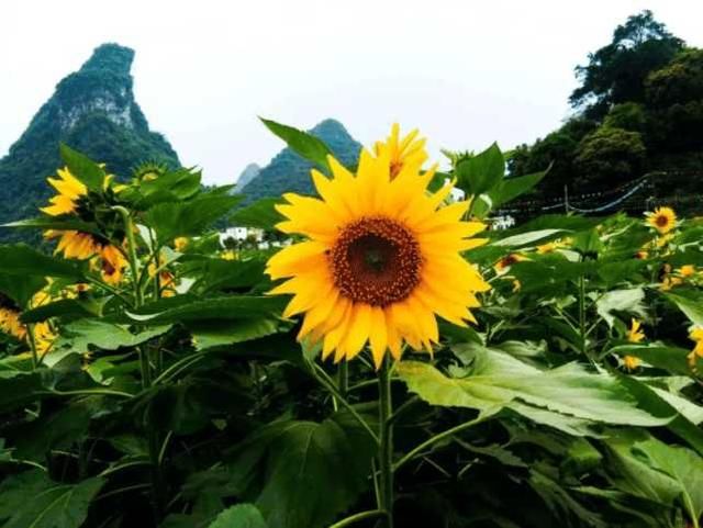 清远百亩向日葵惊艳绽放，还有七彩花田、漂流…… 现在来刚刚好