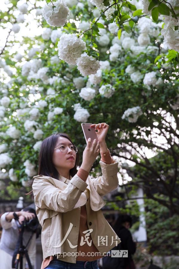 南京:绣球花开坠枝头 最美人间四月天