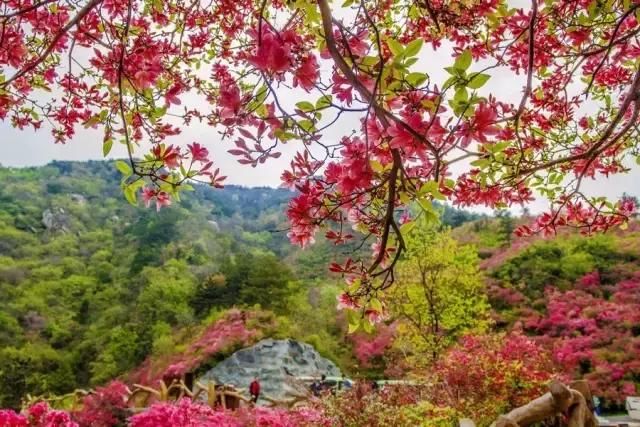 河南这5个地方的野生杜鹃山都染红了天！趁着假期赶紧看花去