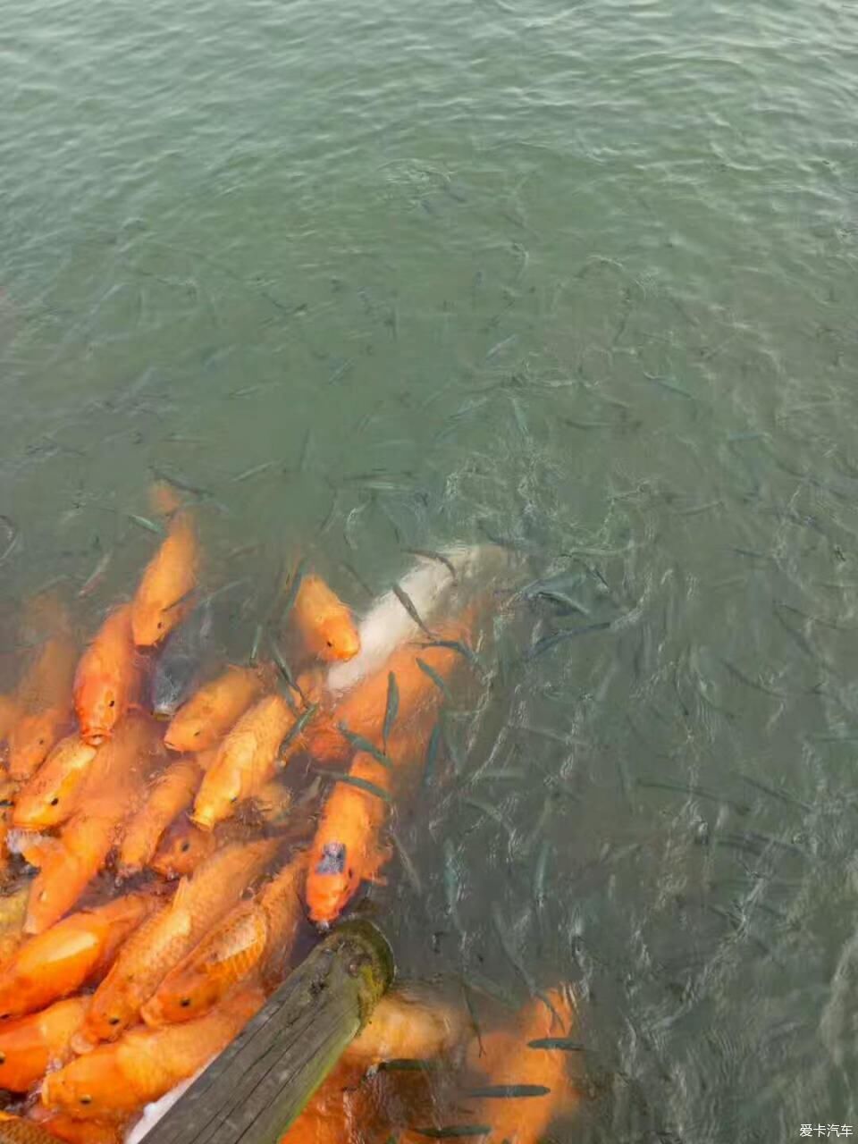 雨中西湖，乌镇夜景，美哉~【求精】
