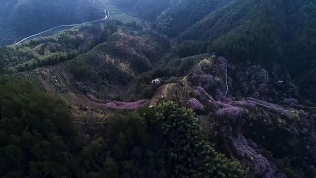 最美赏花地！最大的野生玉兰花海，天然梅博园花期正好丨无门票