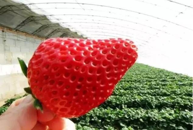 银川最新草莓采摘攻略出炉,让你鲜人一步!