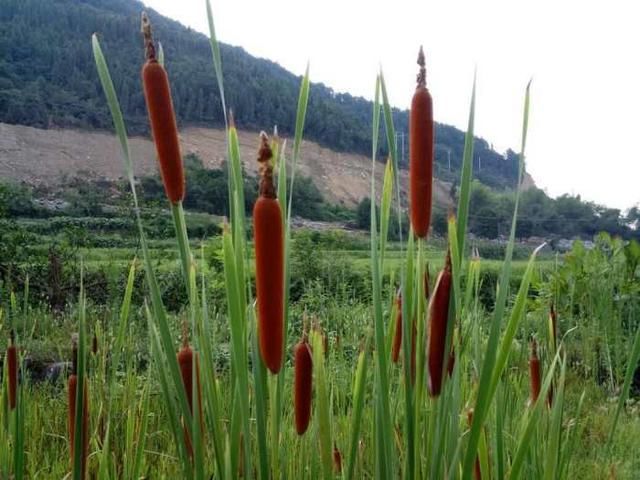 老大爷靠种植这种东西，发家致富，村民都羡慕不已！