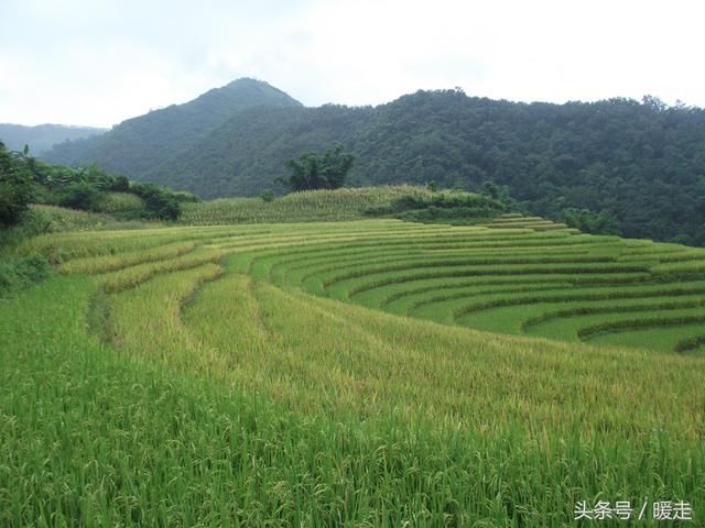 除了一亩三分地的补贴，农民还有更大的补贴！你的农业补贴领了吗