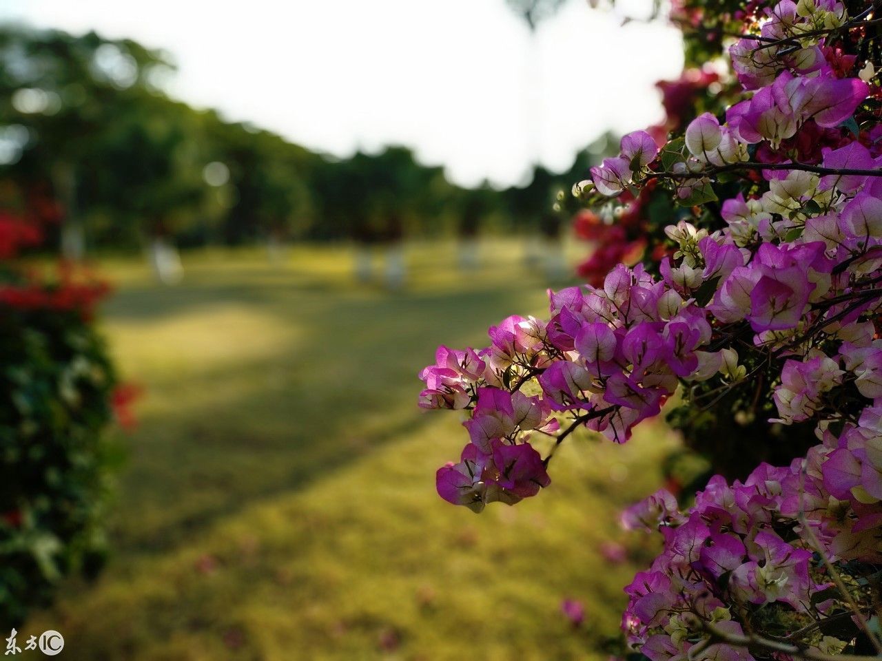 千帆过尽皆不是,唯有三花俘我心
