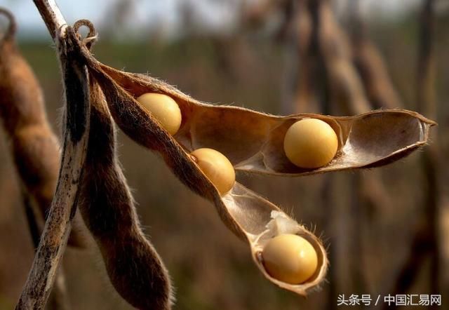 中国大量买入美豆，巴西大豆升水大幅下挫