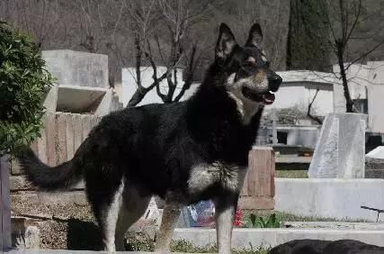 忠心狗狗墓旁守护主人10年,用生命诠释忠诚,最