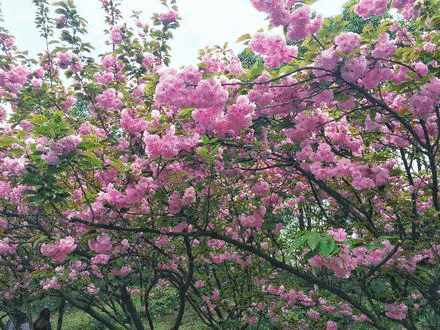 青白江凤凰湖的樱花终于开了，门票免费，再也不用去日本看樱花啦