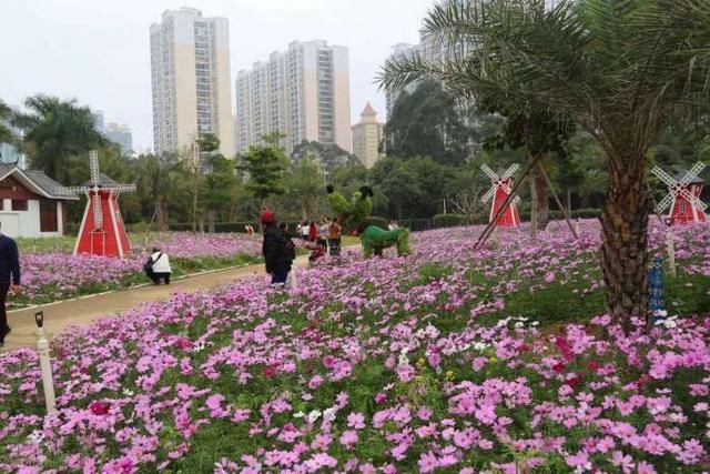 南宁市花卉公园格桑花开旺旺旺！