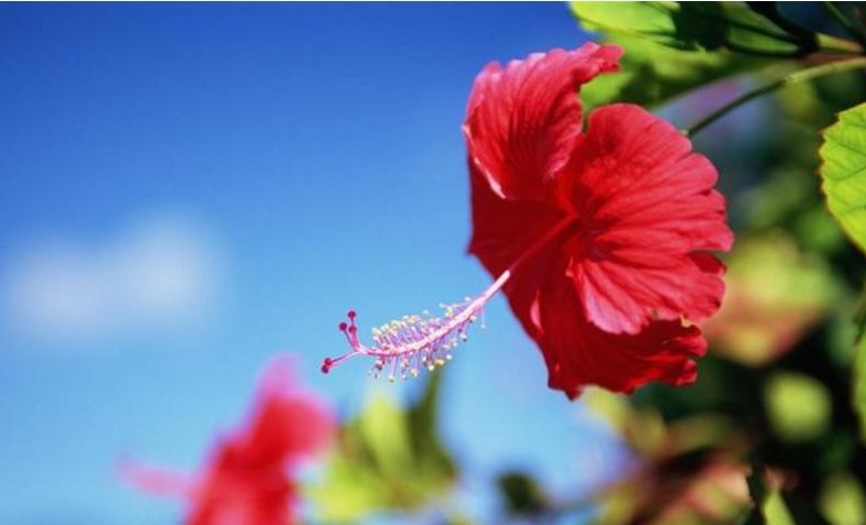 喜鹊喳喳叫,家有喜事到!3生肖时来运转,好日子