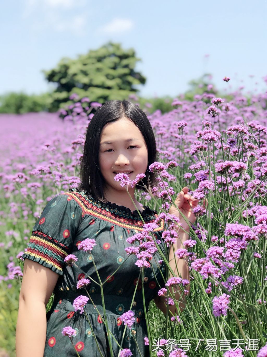 不用羡慕普罗旺斯的熏衣草，这里也有大面积的紫色花海