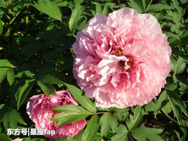 5月末红鸾星闪烁,桃花运蹿升,牵手今生意中人