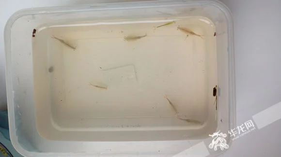 重庆发现仙女虾长什么样子？仙女虾的生存条件怎么样？
