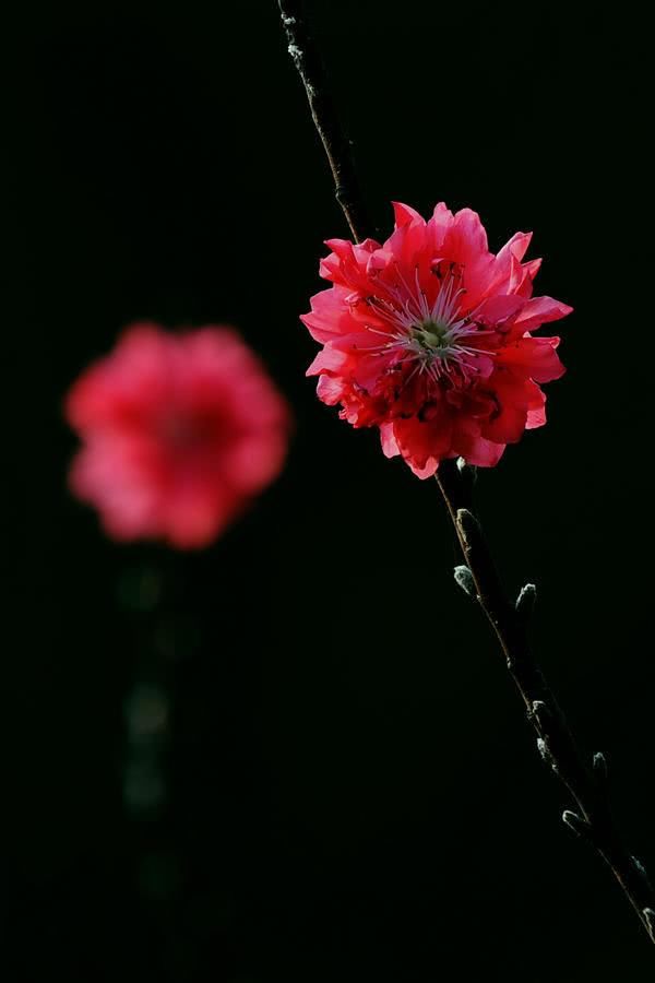 3月桃花开，这三大生肖春风满面，桃花运来，喜结良缘