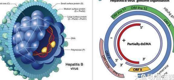 乙肝病毒是什么 为什么这么顽固?