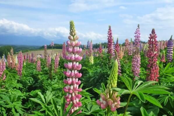 鲁冰花适合北方种植吗？种子价格大概是多少钱一斤？怎么种植？